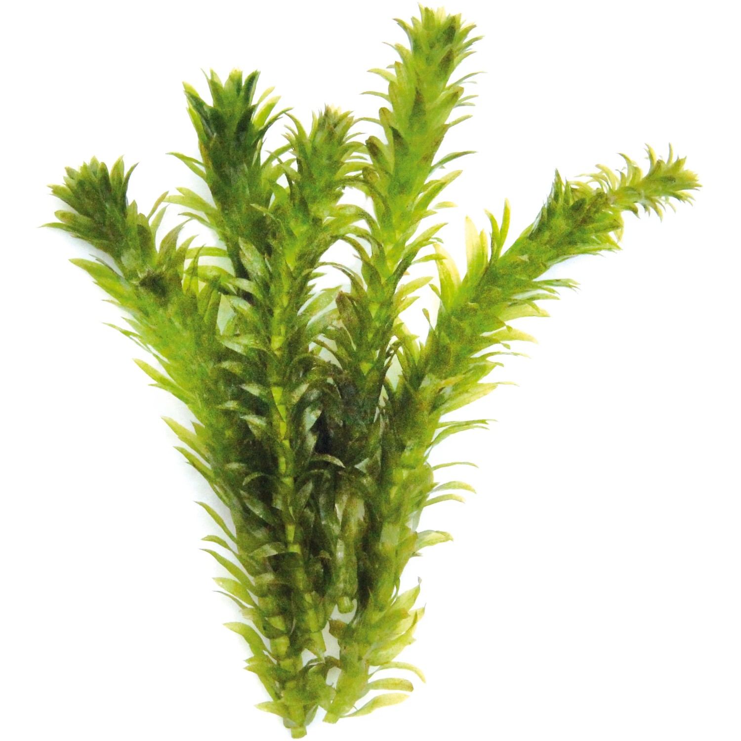 Dennerle Egeria Densa Aquariumpflanze im Tonring, grüne Wasserpest für Ihr Aquarium.
