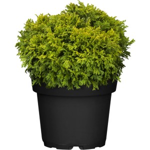 Kompakte, gelb-grüne Zwerg-Moos-Scheinzypresse Plumosa Compressa im schwarzen Topf.