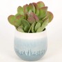Sukkulente im blau-weißen Keramiktopf (Ø 10,5 cm) für Innenräume.
