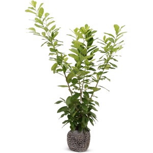 Kirschlorbeer "Novita" Set à 15 Stück Höhe ca. 150 - 175 cm Prunus laurocerasus