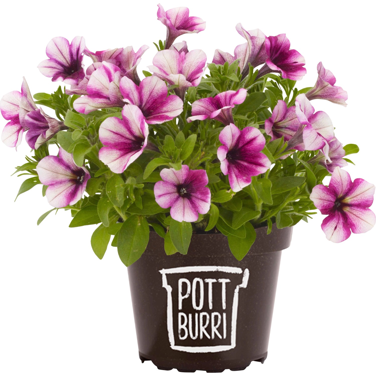 Pottburri Petunie Sonderfarben Topf-Ø Ca. 13 Cm Petunia Kaufen Bei OBI