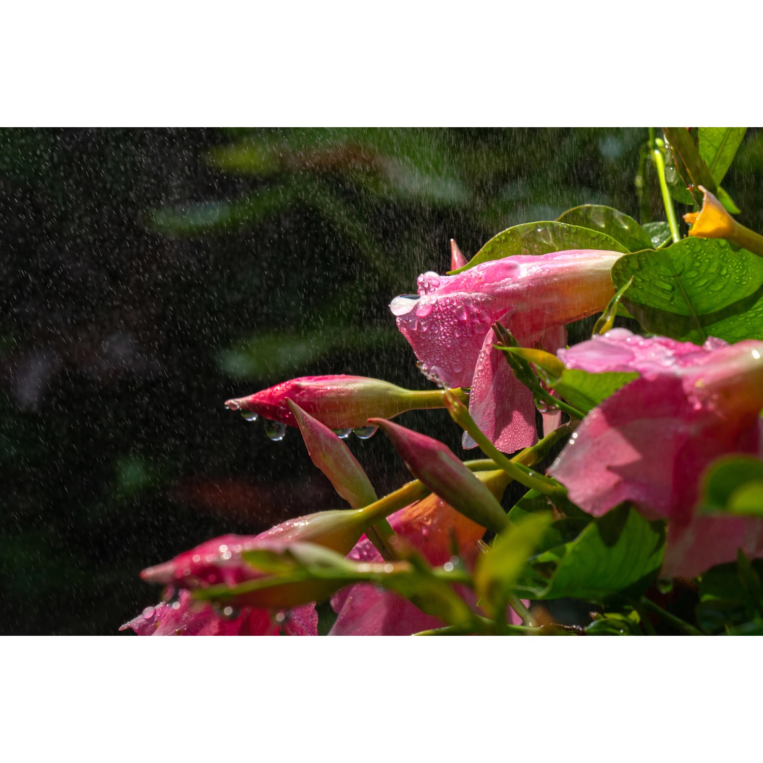 Nahaufnahme von rosa Blüten, die mit dem Elgo Dunstkühlungssystem für Gewächshäuser besprüht werden.