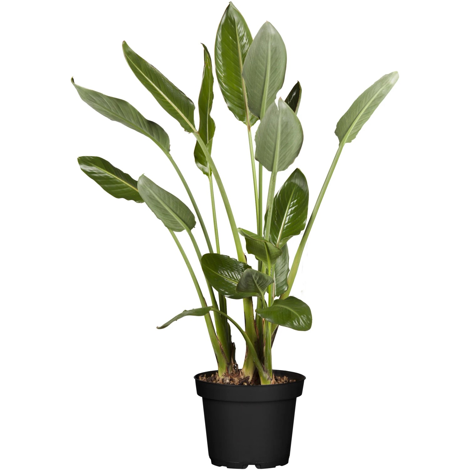 Strelitzie Hhe ca. 150 - 200 cm Topf- ca. 50 cm Strelitzia reginae kaufen  bei OBI