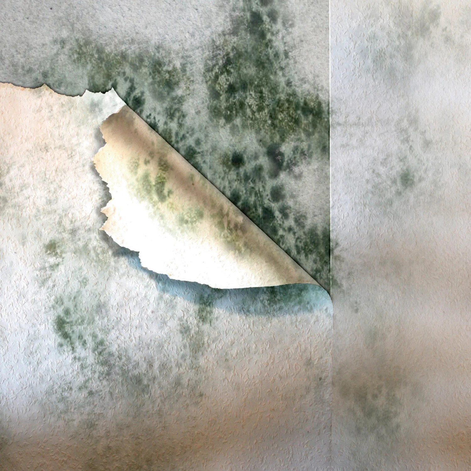 Bild von einer Wand mit Schimmelbefall, behandelt mit MEM Schimmel-Entferner.