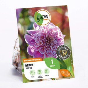 GROW by OBI Dahlie Take Off, rosa-weiße Anemonen-Dahlie, Höhe ca. 90cm.