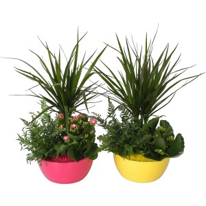 Buntes Arrangement im Keramiktopf (Ø 18cm) mit Drachenbaum, Flammendem Käthchen und Farn.