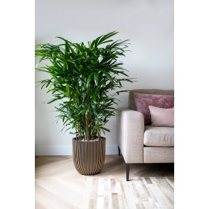 Capi Kugel Pflanztopf Groove, Ø 43cm, Gold-Schwarz, mit Grünpflanze im Wohnraum.