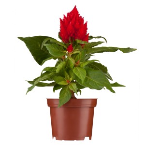 Roter Federbusch (Celosia argentea) im Topf, eine dekorative Blühpflanze für sonnige Standorte.