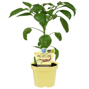 Blu Chili Joes Long Bio im 12 cm Topf, eine essbare Fruchtgemüsepflanze.