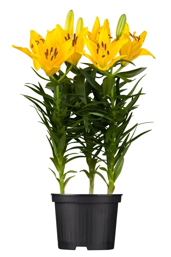 OBI Asiatische Lilie Gelb TopfØ ca. 9 cm x 9 cm Lilium kaufen bei OBI