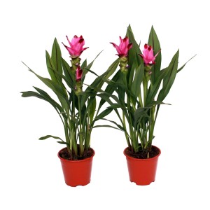 Zwei Safranwurz Siam Sublime Pflanzen mit rosa Blüten im Topf. Exotische Blühpflanze für Garten und Terrasse.