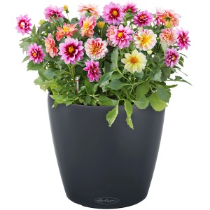 Lechuza Classico Color 18 Pflanzgefäß in Schiefergrau mit bunten Dahlien.