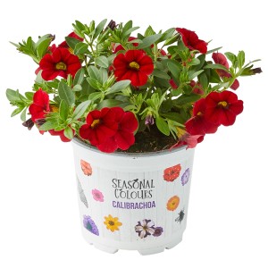 Zauberglöckchen im Topf, rote Blüten, geeignet für Balkon und Garten.