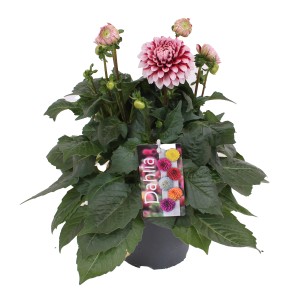 Dahlie Labella Grande im Topf, ca. 40-45 cm hoch, mit rosa-weißen Blüten.
