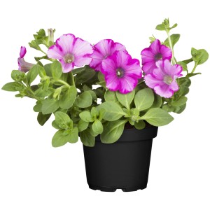 GROW by OBI Petunie im Topf, rosa-lila Blüten und grüne Blätter.