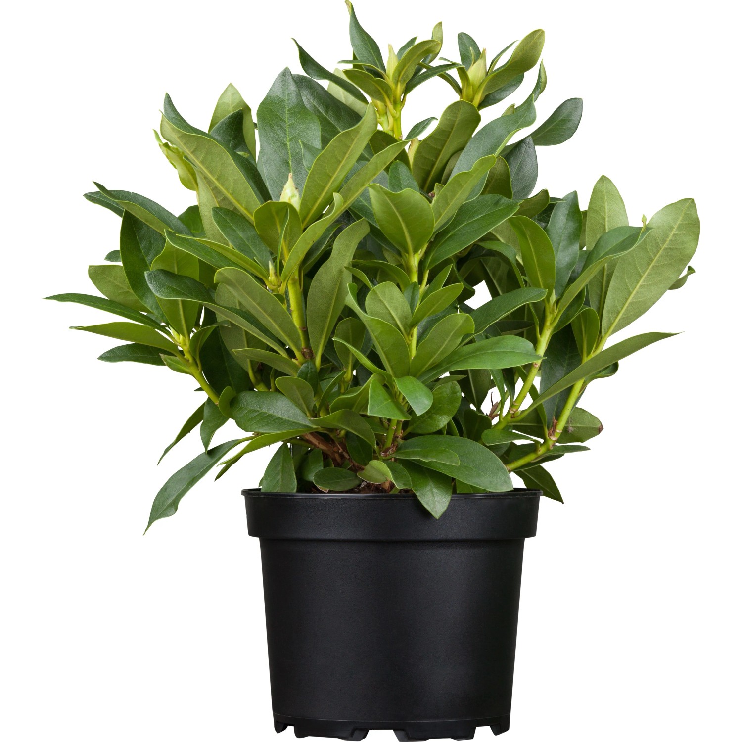 tall snake plant 27in Tall Real Touch Real Look Snake Plant in Pot main image 1