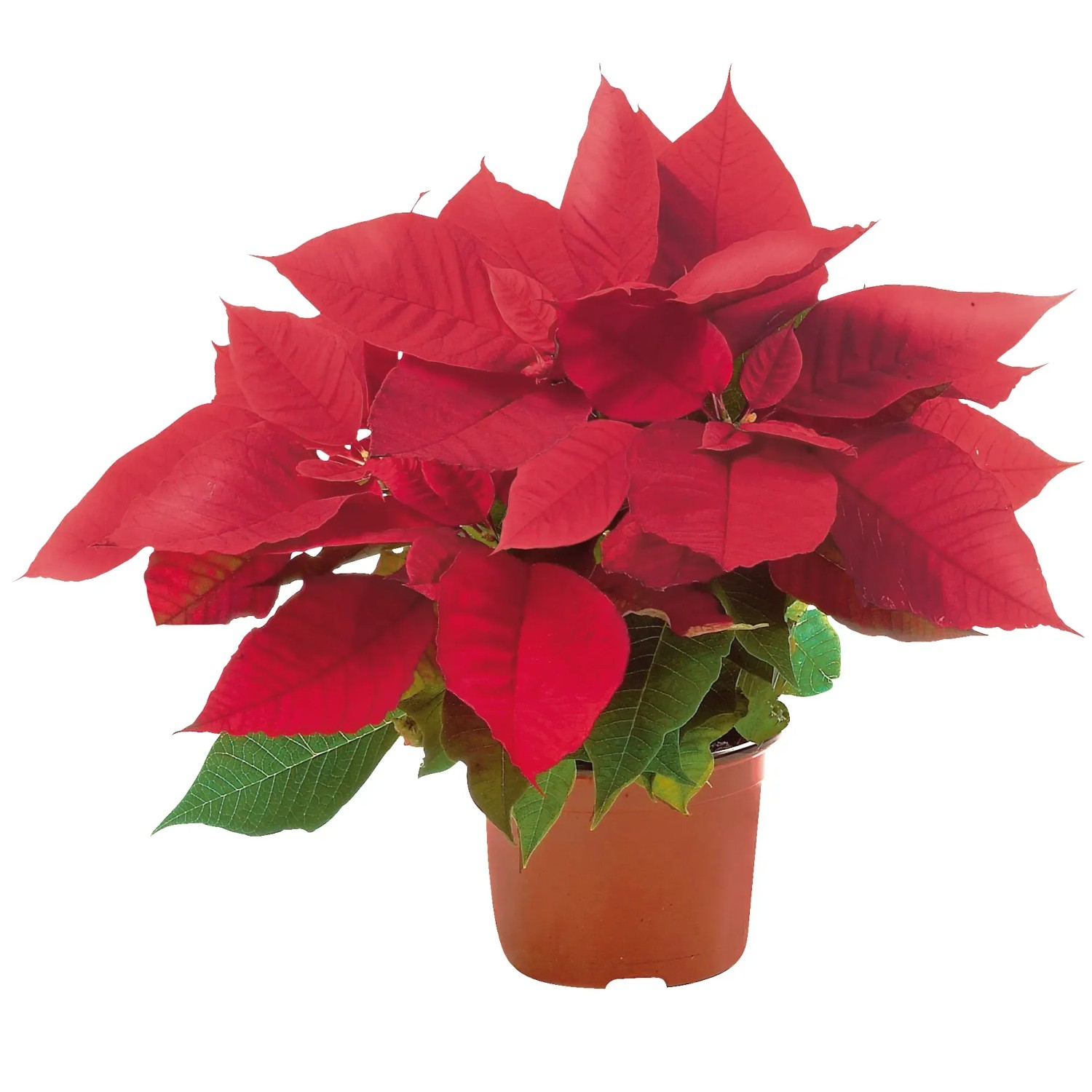 Weihnachtsstern Rot Topf- ca. 11 cm Euphorbia pulcherrima kaufen bei OBI