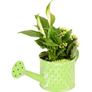 Bepflanzte Zink-Gießkanne mit Flammendem Käthchen und Einblatt, Topf-Ø ca. 11 cm.