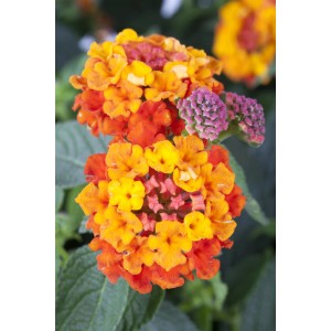 Wandelröschen mit zweifarbigen Blüten (orange, gelb) im Topf, eine farbenfrohe Stehpflanze.