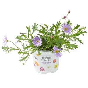 Blaues Gänseblümchen (Brachyscome) im Topf, ca. 10,5 cm Durchmesser. Zarte, blaue Blüten und grüne Blätter.