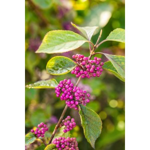 OBI Liebesperlenstrauch 'Profusion' mit lilafarbenen Beeren und grünen Blättern.