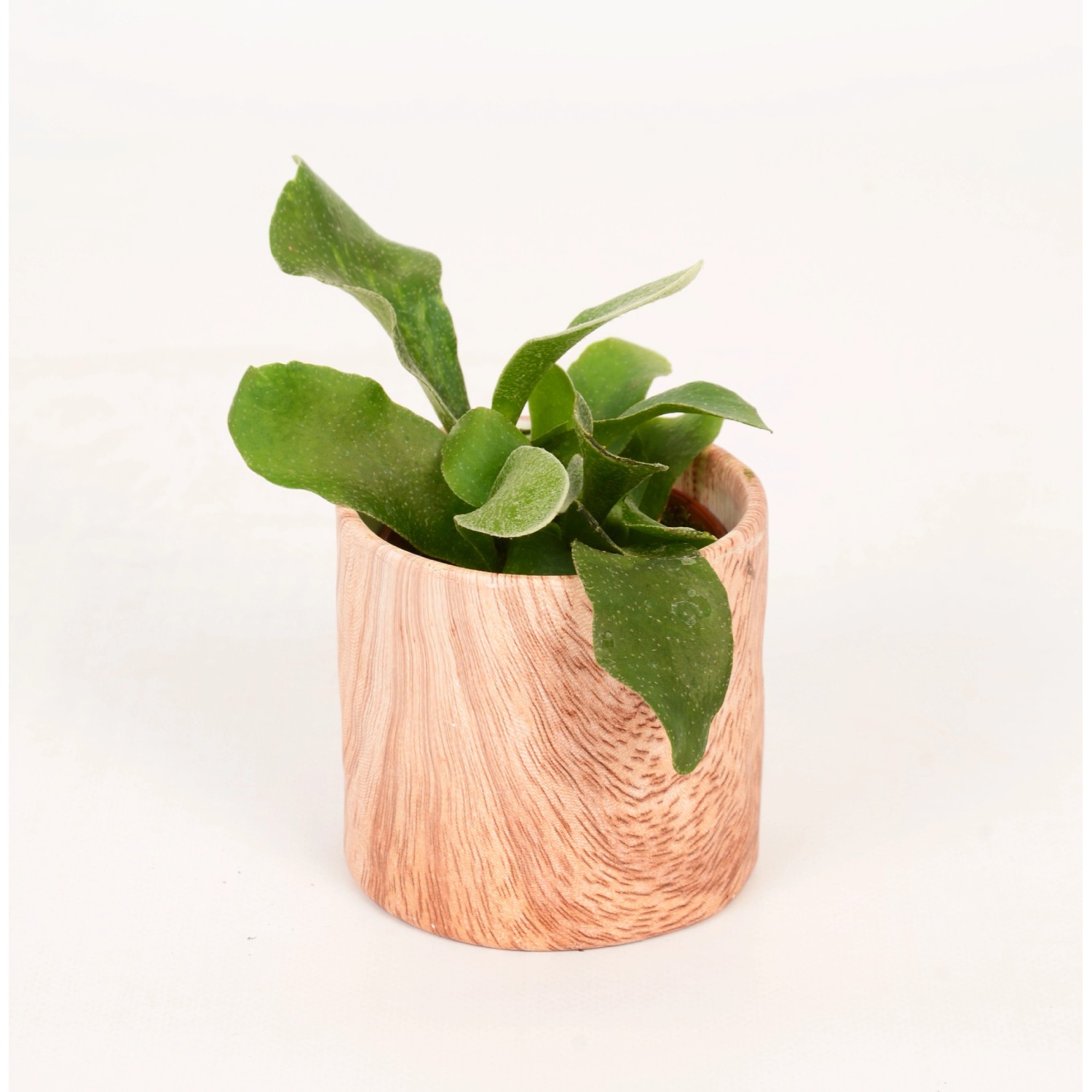 Kleine Grünpflanze im KeramikGefäß mit Holzmaserung TopfØ ca. 6 cm