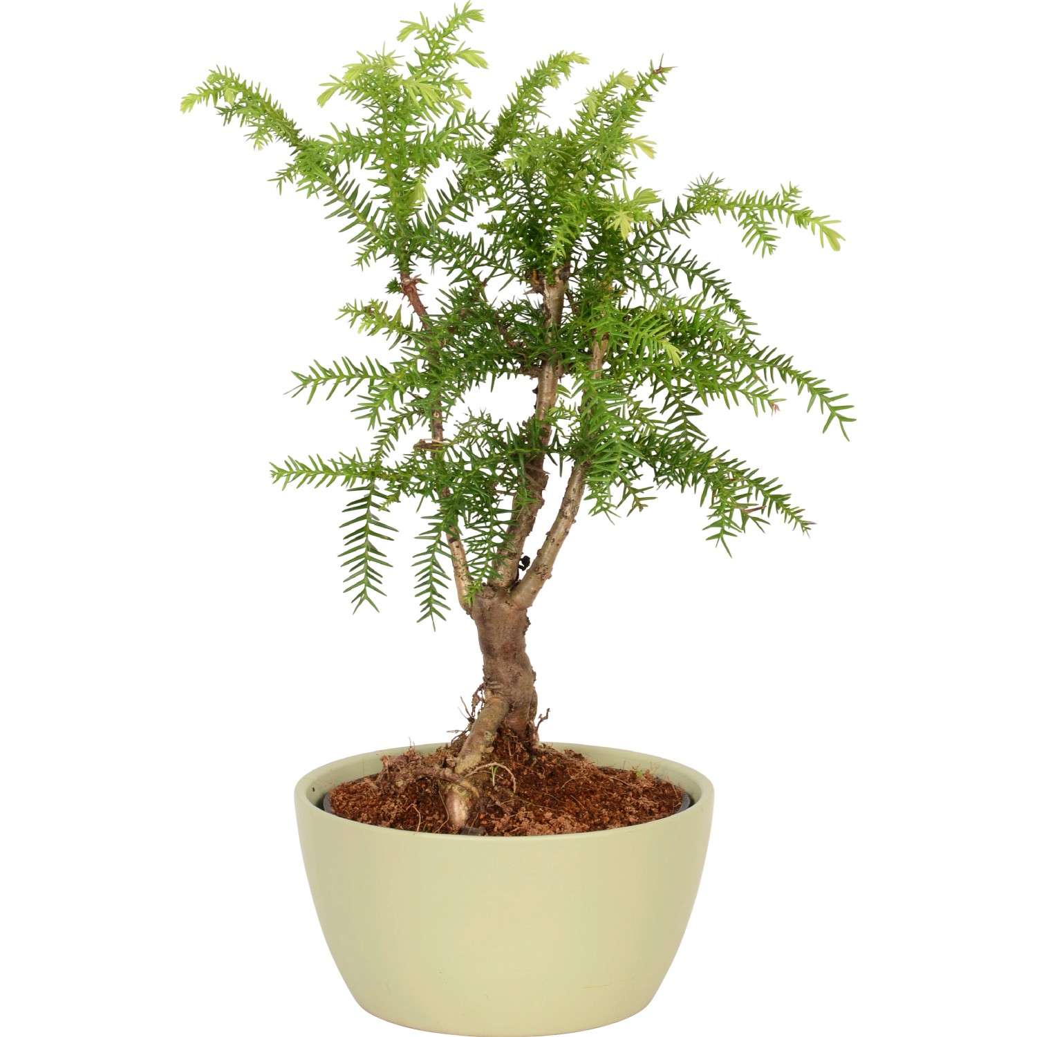Arrangement Araucarie im KeramikGefäß TopfØ ca. 17 cm kaufen bei OBI