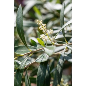 Nahaufnahme eines blühenden Olivenbaums (Olea europaea) mit graugrünen Blättern und weißen Blüten.