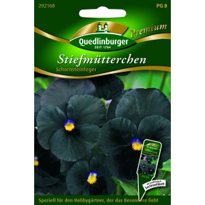 Quedlinburger Stiefmütterchen 'Schornsteinfeger' mit fast schwarzen Blüten und gelber Mitte.