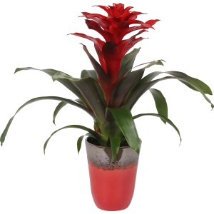 Guzmanie Arrangement in rotbraunem Keramiktopf, Blühpflanze mit roten Hochblättern.