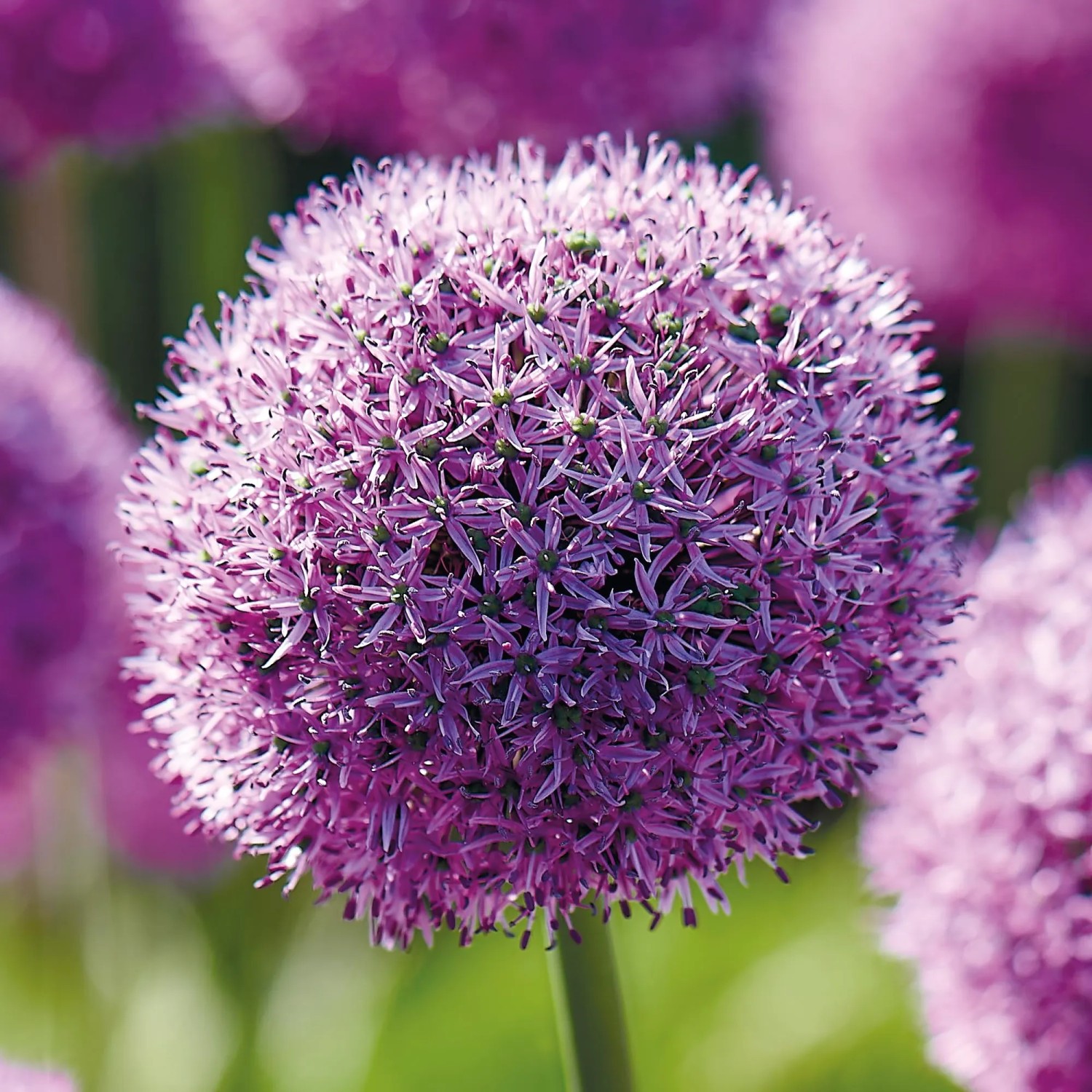 Nahaufnahme des purpurfarbenen Zierlauch 'Gladiator' (Allium) von GROW by OBI.
