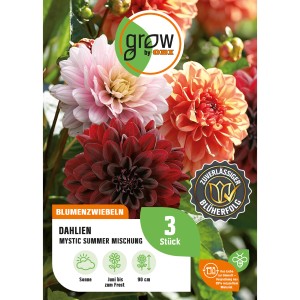 Dahlien-Kollektion Mystic Summer von GROW by OBI mit Blüten in Dunkellila, Rosa und Orange.