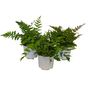 GROW by OBI Farne Topf-Ø ca. 13 cm Farn