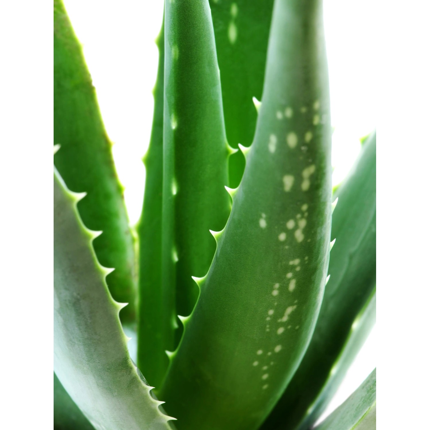Blu Echte Aloe Vera Topf- ca. 12 cm kaufen bei OBI
