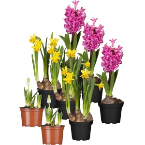 Frühlingserwachen: 8er Set Narzissen, Traubenhyazinthen und Hyazinthen in Gelb, Weiß und Rot im Topf.