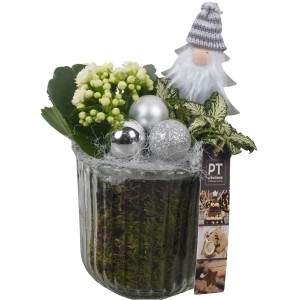 Winterliches Pflanzen-Arrangement im Glastopf Topf-Ø ca. 12 cm