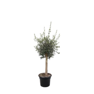 GROW by OBI Olivenbaum (Olea) als Stamm im Topf, ca. 150cm hoch.