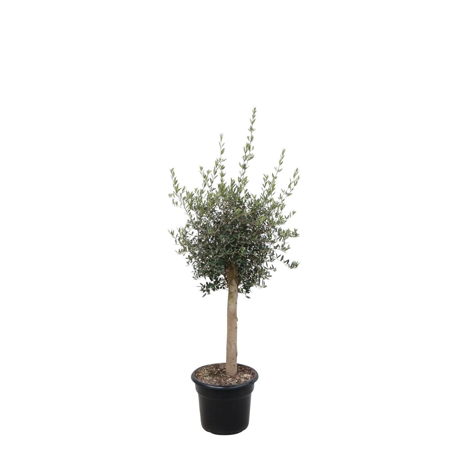 GROW by OBI Olivenbaum Stamm Hhe 125 - 150 cm Topf- ca. 40 cm Olea kaufen  bei OBI