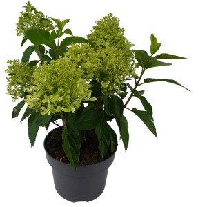 Rispenhortensie sortiert H ca. 45 - 75 cm Topf-Ø ca. 23 cm Hydrangea paniculata