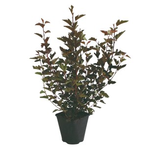 Blasenspiere 'Summer Wine' im Topf, ca. 20-30 cm hoch, mit dunklem, rotem Laub.