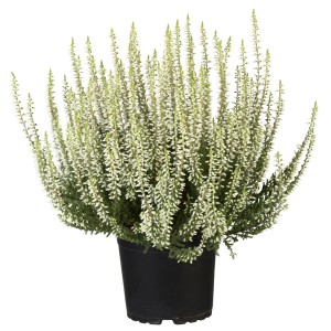 Knospenheide 'Fluffy Kiss' im Topf, weiße Blüten. Winterharte Calluna vulgaris für Beet und Balkon.