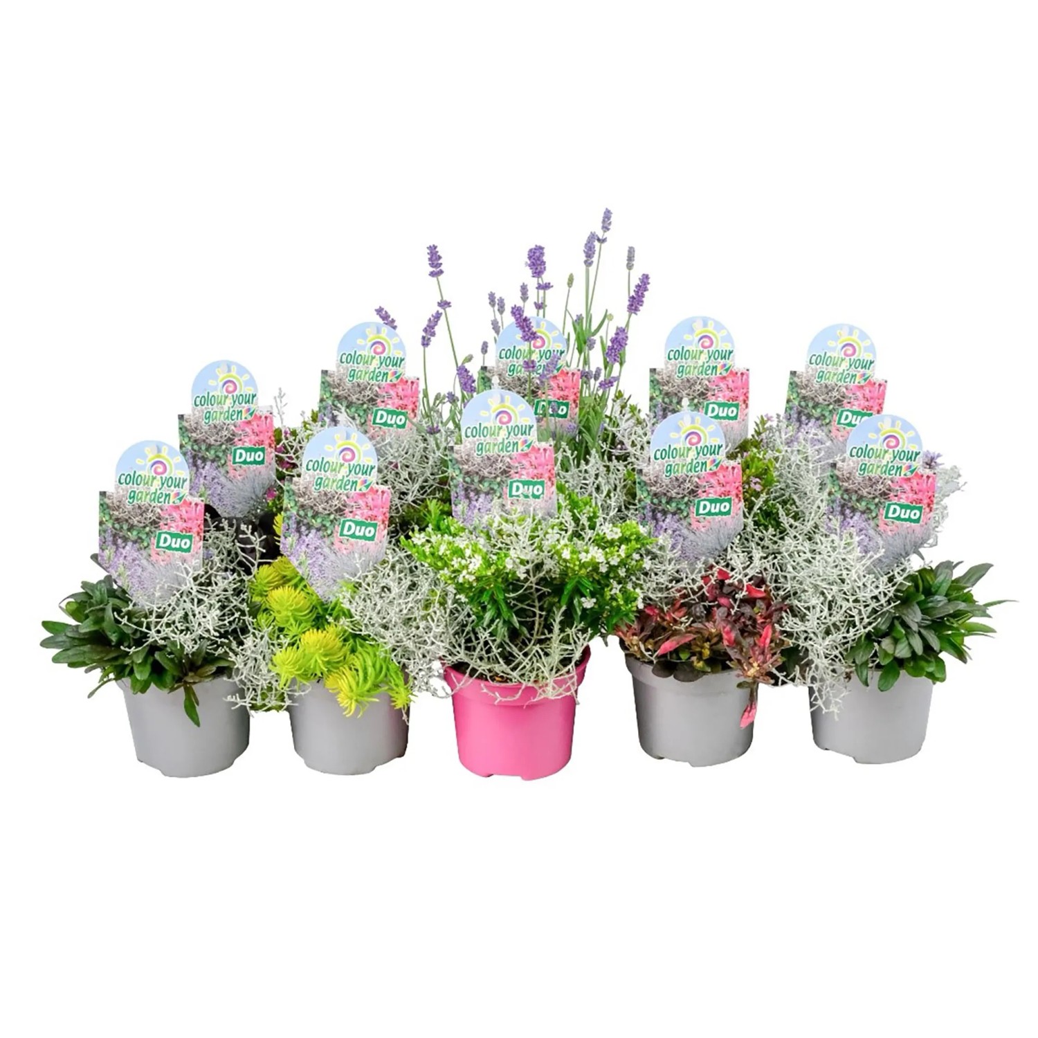 Colour your Garden Mix Duo Topf- ca. 13 cm kaufen bei OBI