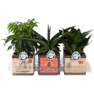 Arrangement im Retro-Stil mit Sukkulenten im Topf (Ø 10cm) für Innen.