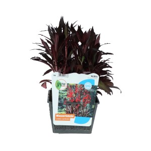 Kardinalslobelie Rot Topf 18 cm x 18 cm Lobelia cardinalis