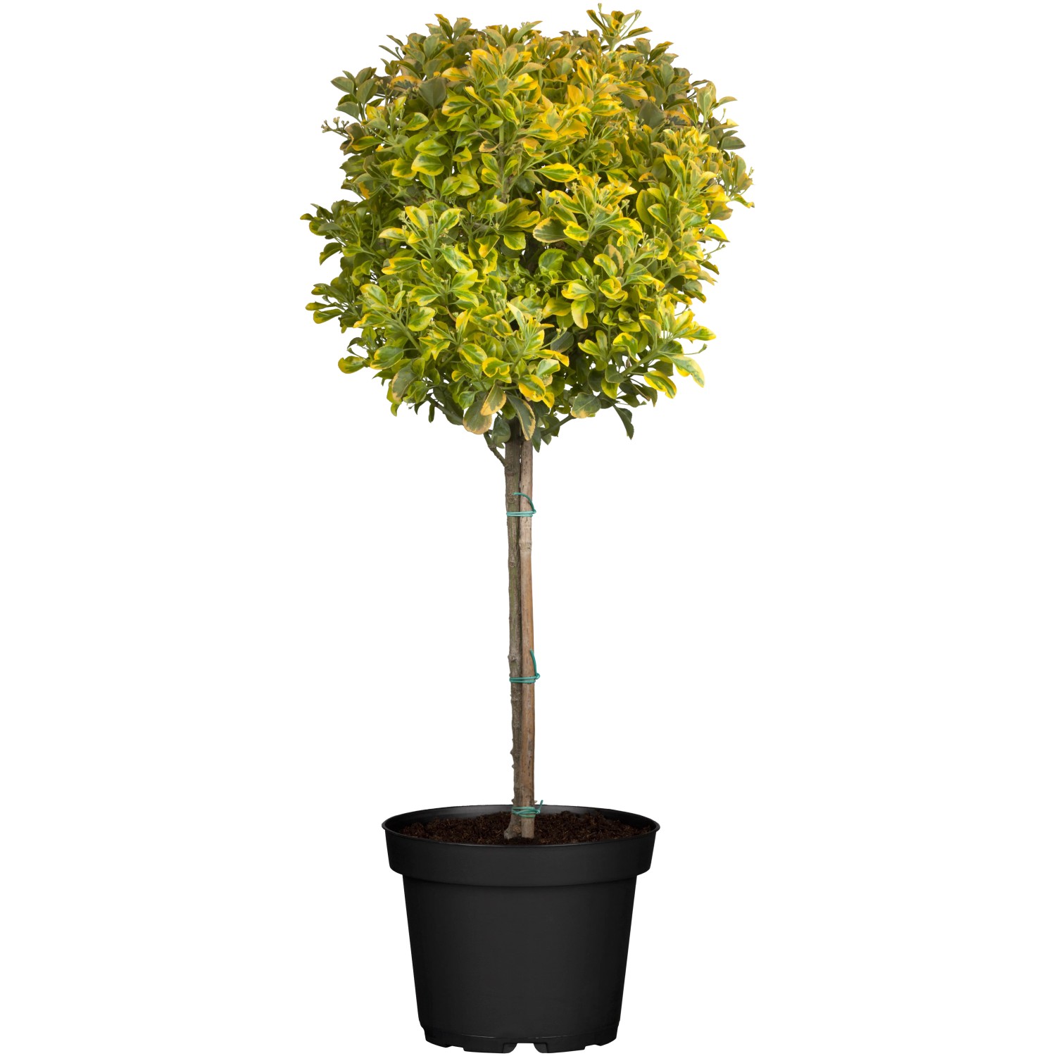 Japanischer Spindelstrauch Elegantissimus Aureus im Topf, ca. 65 cm hoch, mit gelb-grün panaschiertem Laub.