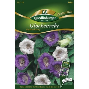 Samenpackung Quedlinburger Glockenrebe 'Glockenklang' mit violetten und weißen Blüten.