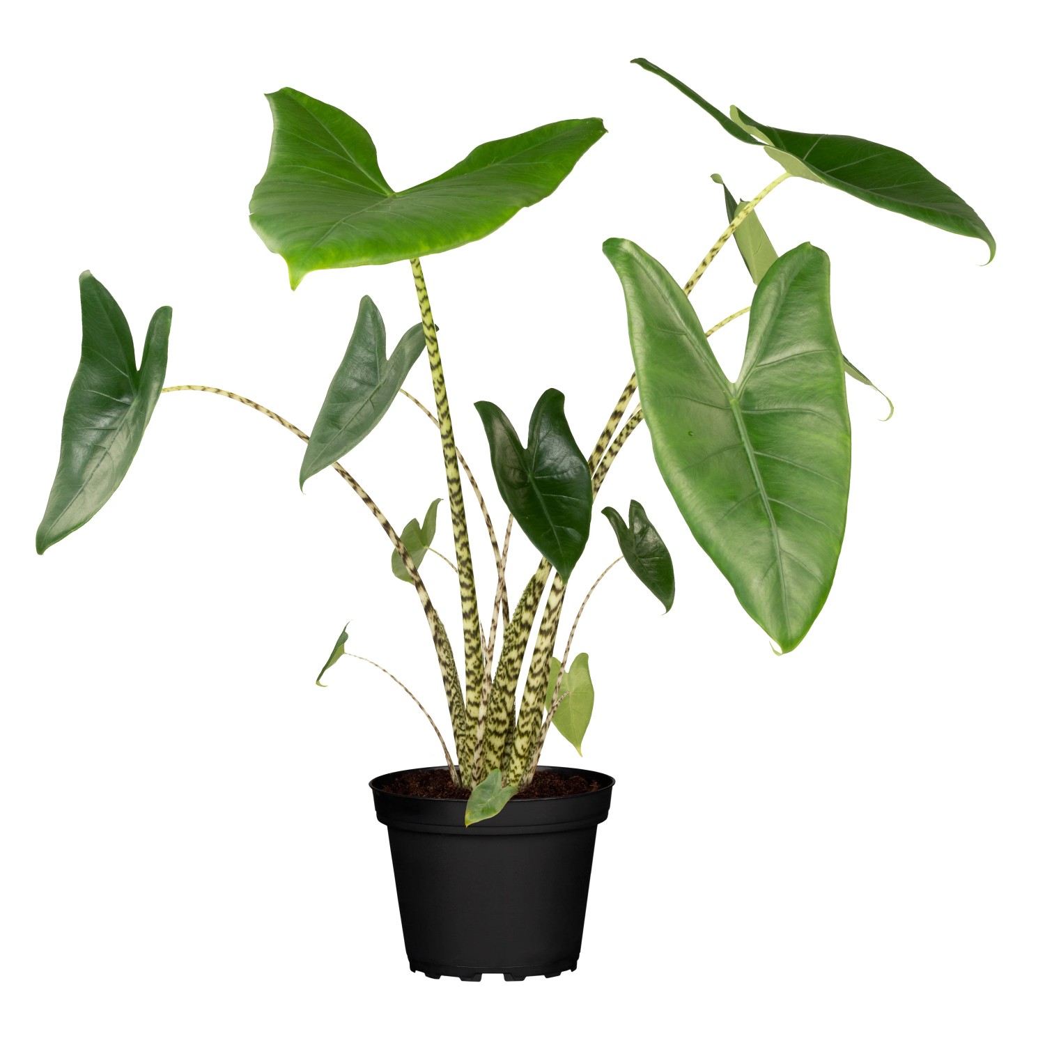 Elefantenohr-Alokasie Hhe ca. 65 cm Topf- ca. 17 cm Alocasia zebrina  kaufen bei OBI
