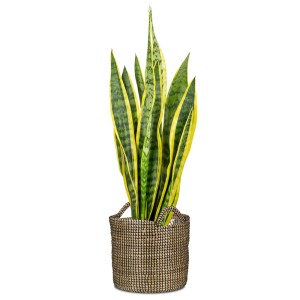 Scheurich Pflanzgefäß 514, Ø 36 cm, schwarz, mit Sansevieria-Pflanze.