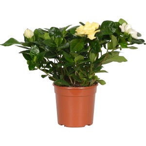 Gardenie im Topf mit weißen und gelben Blüten, ca. 13 cm Topf-Durchmesser.