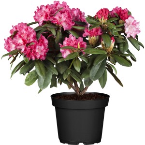 OBI Yaku-Rhododendron Percy Wiseman im 5 l Topf mit rosa Blüten.